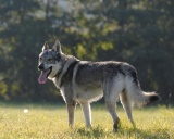 чехословацкая волчья собака фото